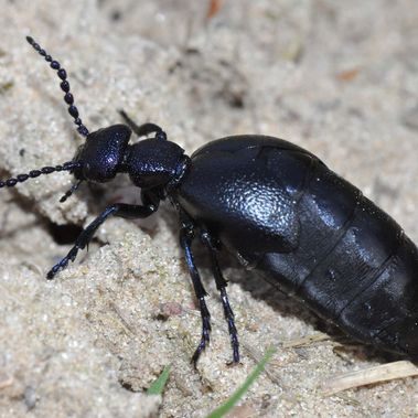 Der Schwarzblaue Ölkäfer (Meloe proscarabaeus), Insekt des Jahres 2020, läuft schwerfällig über den Sand der Döberitzer Heide. Im Körper des Weibchens reifen Zehntausende von Eiern heran. Foto: Dr. Hannes Petrischak