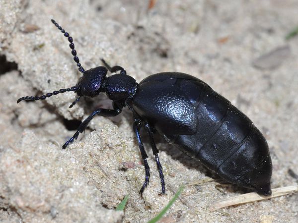 Der Schwarzblaue Ölkäfer (Meloe proscarabaeus), Insekt des Jahres 2020, läuft schwerfällig über den Sand der Döberitzer Heide. Im Körper des Weibchens reifen Zehntausende von Eiern heran. Foto: Dr. Hannes Petrischak