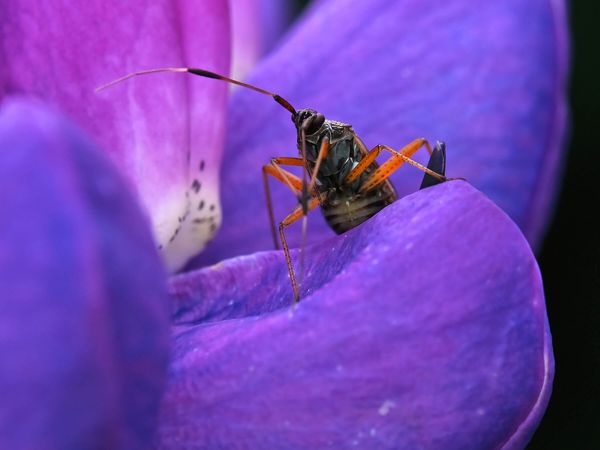 Prachtwanze auf einer Lupinenblüte