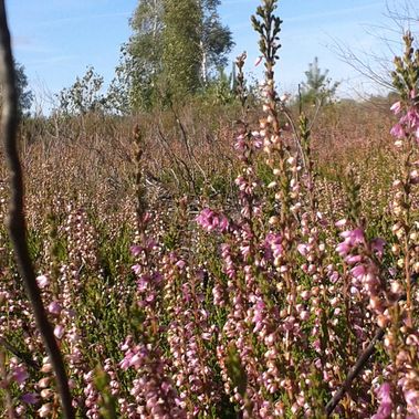 Tangersdorfer Heide. Foto: Lothar Lankow