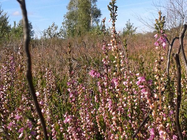 Tangersdorfer Heide. Foto: Lothar Lankow