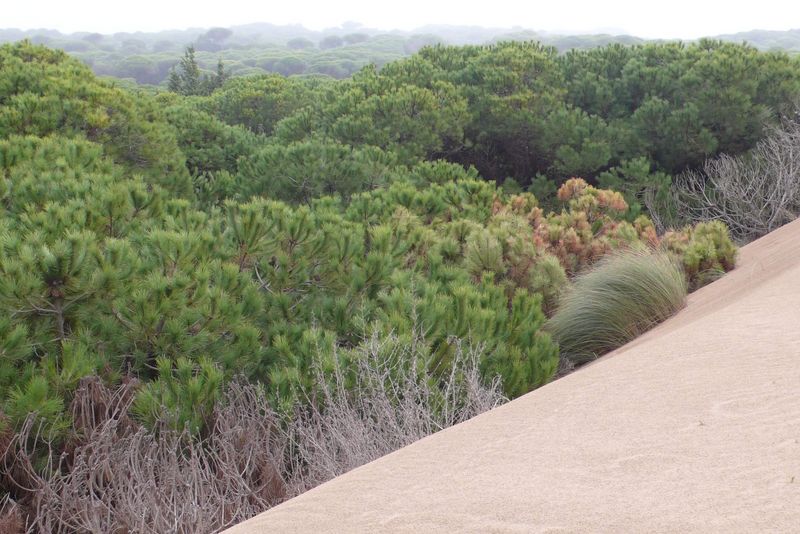 Grüne Büsche auf tristem Sandboden in Andalusien