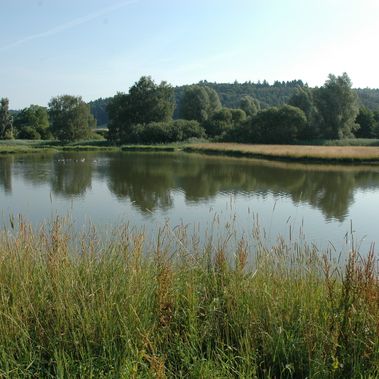 Stillgewässer Nesselwangen im Biotopverbund Bodensee. Foto: Sindy Bublitz