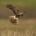 Kornweihe im Flug über Wiese