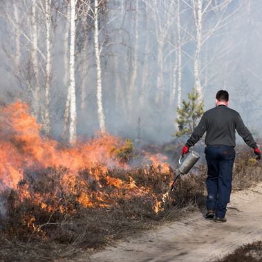 Heiße Angelegenheit: Insgesamt wird durch den Brand Biomasse aus dem Ökosystem entfernt. Das Zeitfenster, in dem die Bedingungen günstig sind, ist sehr kurz.