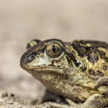 Knoblauchkröte in Bornsdorf, Sielmanns Naturlandschaft Wanninchen