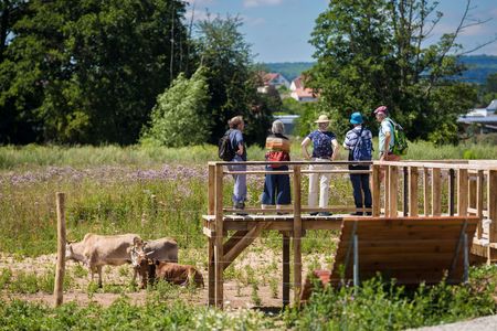 Eine kleine Gruppe von Menschten steht auf einer erhöhten Plattform aus Holz und schauen auf grasende Zeburinder hinab. Auf der Fläche sind Disteln zu sehen und im Hintergrund einige Bäume.