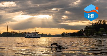 Schwimmer in der Elbe bei Sonnenuntergang