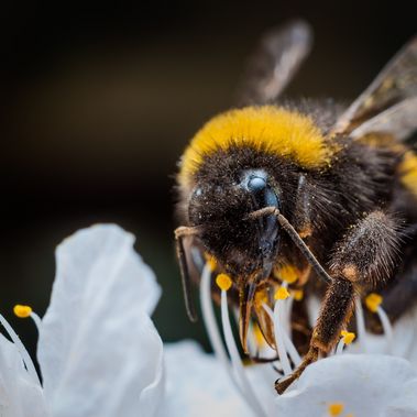 Eine Hummel sammelt Nektar an der Blüte eines Apfelbaums