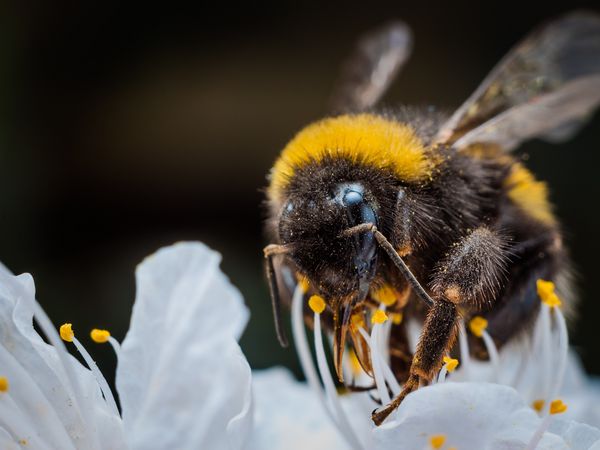 Eine Hummel sammelt Nektar an der Blüte eines Apfelbaums