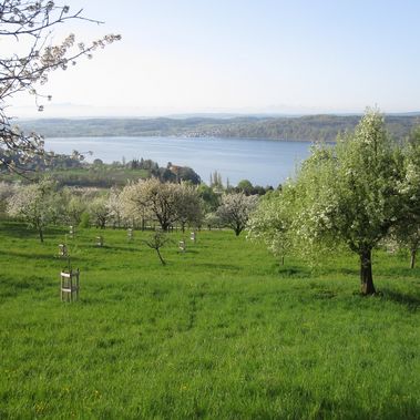 In Sielmanns Biotopverbund Bodensee wachsen am Hödinger Berg vor der Kulisse der Alpen alte Apfel- und Birnensorten.