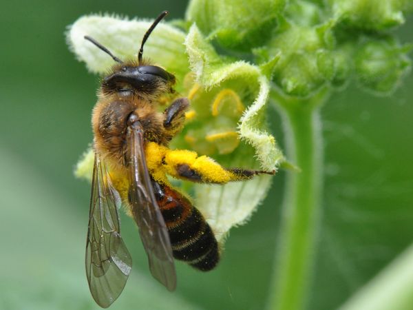 Zaunrüben-Sandbiene (Andrena florea). Foto: Heinz Sielmann Stiftung