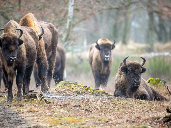 Wisente in Sielmanns Naturlandschaft Döberitzer Heide