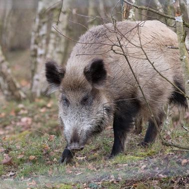 Die Afrikanische Schweinepest ist eine anzeigenpflichtige Tierseuche, die ausschließlich Schweine (Haus- und Wildschweine) befällt. 