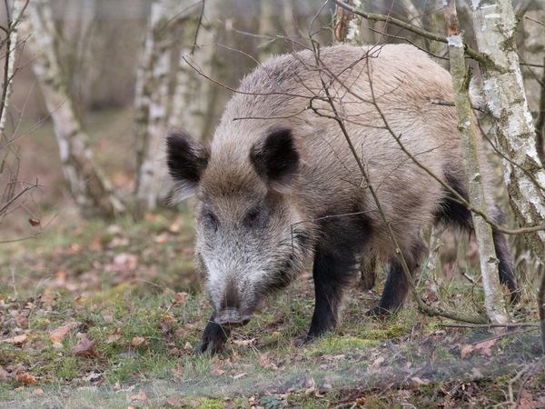 Die Afrikanische Schweinepest ist eine anzeigenpflichtige Tierseuche, die ausschließlich Schweine (Haus- und Wildschweine) befällt. 