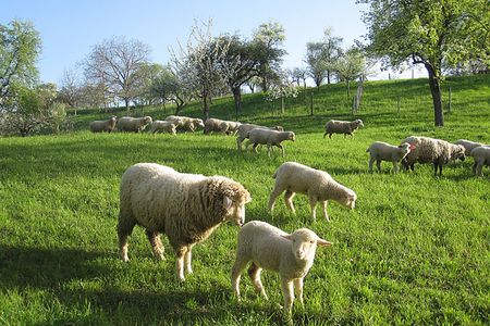 Schafe auf grüner Wiese