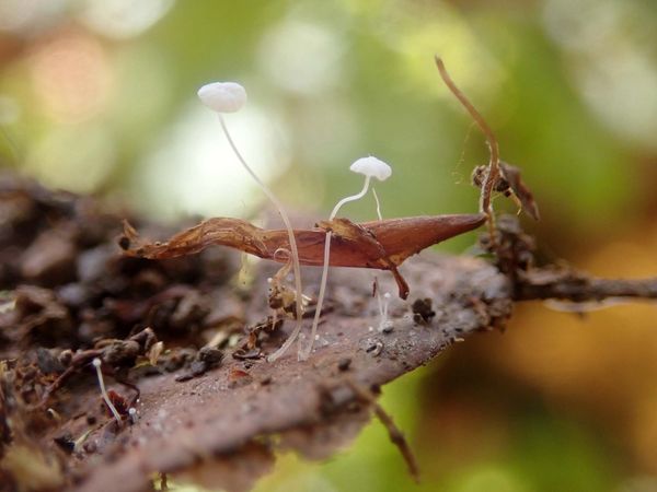 Kleiner weißer Pilz mit langem Stengel: der Blatthelmling.