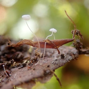 Kleiner weißer Pilz mit langem Stengel: der Blatthelmling.