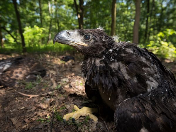 Junger Seeadler sitzt am Boden