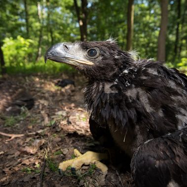 Junger Seeadler sitzt am Boden