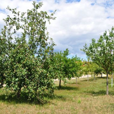 Streuobstwiesen sind wichtige Bausteine in Biotopverbünden. Foto: PAN GmbH