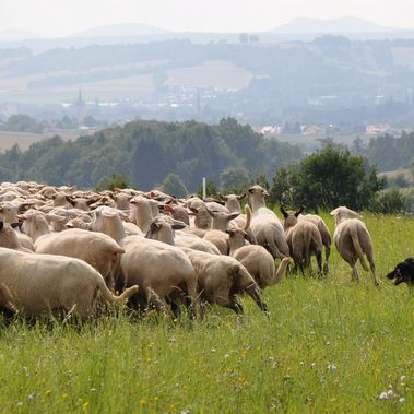 Gelbbacke mit Schafherde, Foto: AAH/Cornelia Kruse