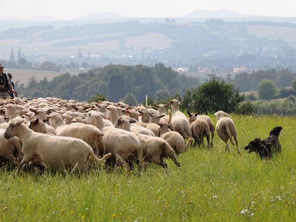 Gelbbacke mit Schafherde, Foto: AAH/Cornelia Kruse