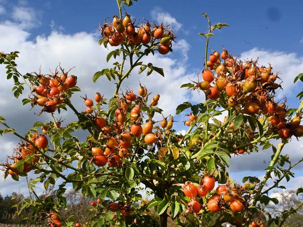 Hagebutten im Herbst