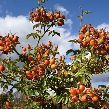 Hagebutten im Herbst