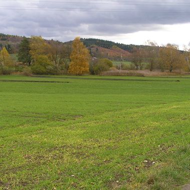 Vorher: Die Fläche am Nesselwanger Ried, in Sielmanns Biotopverbund Bodensee, war eine intensiv genutzte Wiese. Foto: Markus Wolf