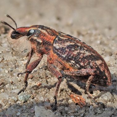 Der Heide-Steppenrüssler (Coniocleonus nebulosus) ist etwa 14 Millimeter groß und farbenfroh.