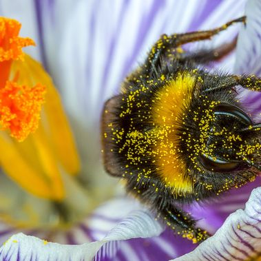 Hummel in einer Blüte, mit Pollen bedeckt