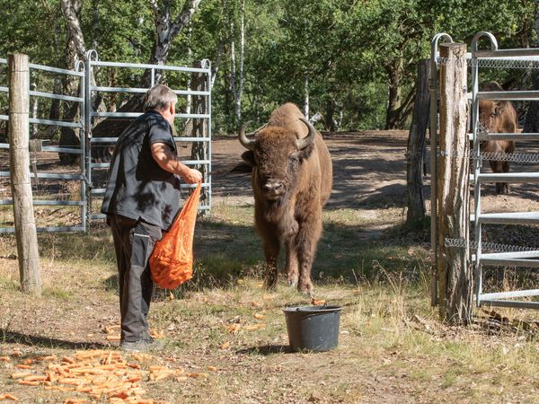 Die massigen Wisente lassen sich mit etwas Futter davon überzeugen, die neue Freiheit in der Wildniszone zu erkunden. Foto: Tanja Marotzke