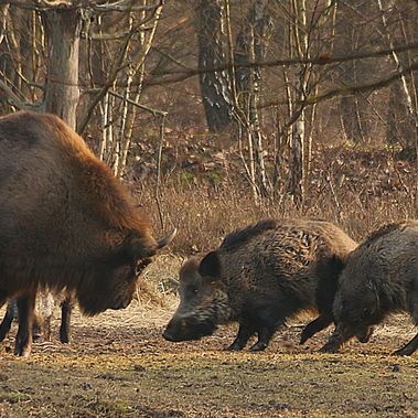 Wisent vertreibt Wildschweine in der Wildniskernzone. Foto: Jürgen Ohlwein