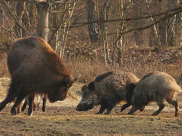 Wisent vertreibt Wildschweine in der Wildniskernzone. Foto: Jürgen Ohlwein