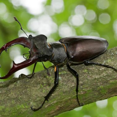 Die Kandidaten der Naturwunderwahl sind die letzten Refugien für bedrohte Insektenarten. Der Hirschkäfer lebt im toten Holz sehr alter Bäume, die werden, wie der Käfer selbst, immer seltener. Foto: Ralf Donat