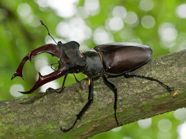 Die Kandidaten der Naturwunderwahl sind die letzten Refugien für bedrohte Insektenarten. Der Hirschkäfer lebt im toten Holz sehr alter Bäume, die werden, wie der Käfer selbst, immer seltener. Foto: Ralf Donat