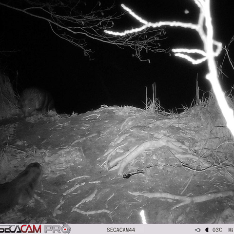 Fischotter und Biber treffen aufeinander am Flussufer der Miltenrinne in Sielmanns Naturlandschaft Tangersdorfer Heide aufgenommen von einer Wildkamera