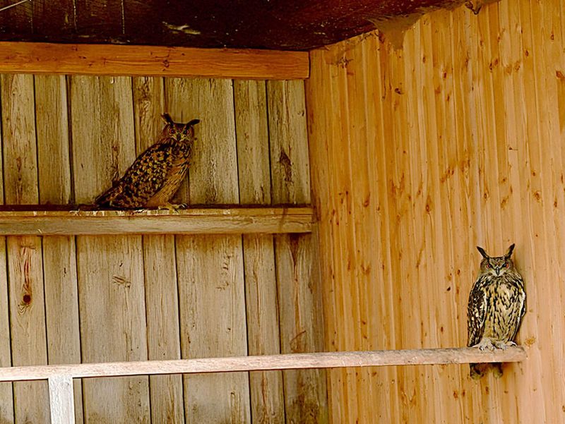 Zwei Uhus sitzen in einer Vogelvoliere