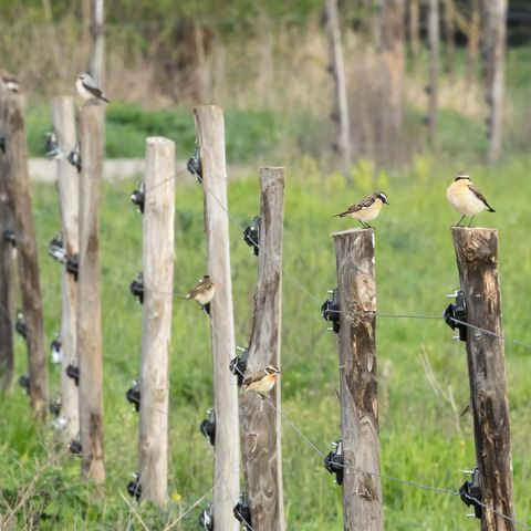 rechts vorn sitzt ein Steinschmätzer, dahinter mehere Braunkehlchen und ganz hinten wieder ein Steinschmätzer auf Zaunpfählen