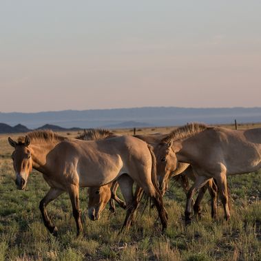 Heilige und Heia mit anderen in der Mongolei. Foto: Prager Zoo