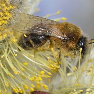 Frühlings-Seidenbiene (Colletes cunicularius), Weibchen. Foto: Dr. Hannes Petrischak