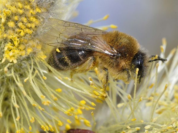 Frühlings-Seidenbiene (Colletes cunicularius), Weibchen. Foto: Dr. Hannes Petrischak