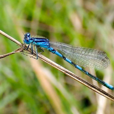 Eine Gabel-Azurjunfer sitz auf einem Pflanzenstängel. Die Libelle ist leuchtend blau und schwarz gemustert.