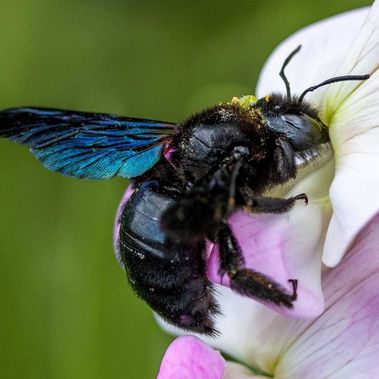 Große dunkel schimmernde Wildbiene an einer Blüte