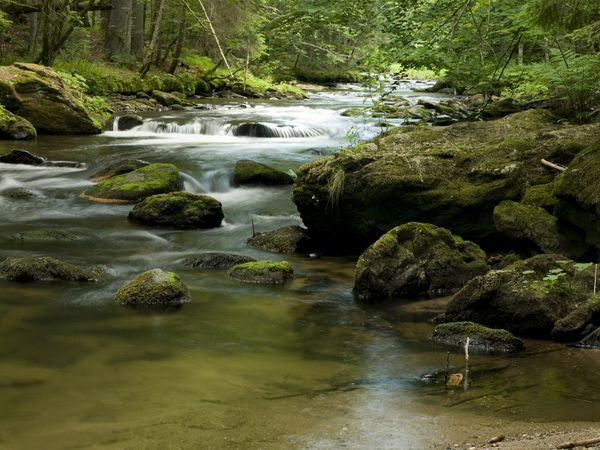 Ein flacher steiniger Bach bahnt sich seinen Weg durch einen lichten Laubwald.