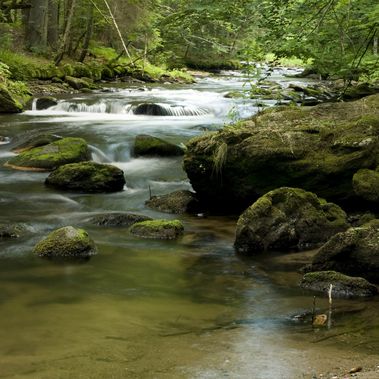 Ein flacher steiniger Bach bahnt sich seinen Weg durch einen lichten Laubwald.