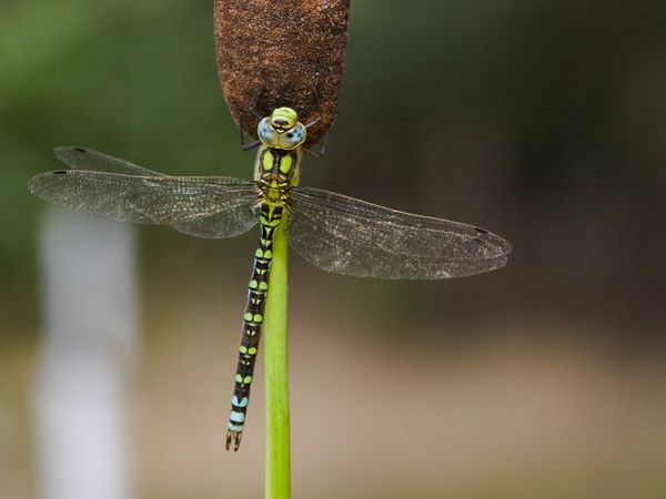 Ein Männchen der Blaugrünen Mosaikjungfer. Foto: Andreas Thomas Hein/ www.libellenwissen.de