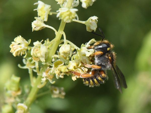 Hoffnung für die Wildbienen? Spalten-Wollbiene auf einer Brachfläche.