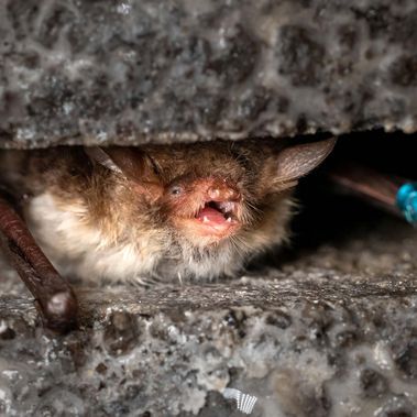 Diese Fledermaus verbringt den Tag in einem Mauerspalt. 